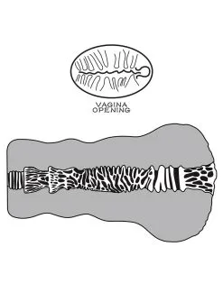 Lovetoy - Stroker Masturbator Alien's Pie 2 - Donkere Huidskleur 21 Lovetoy - Stroker Masturbator Alien's Pie 2 - Donkere Huidskleur -Masturbators winkel Lovetoy Stroker Masturbator ALIENS PIE 2 donkere huidskleur 10 0b305356 480c 4d7b 86a5 10be57d677fe